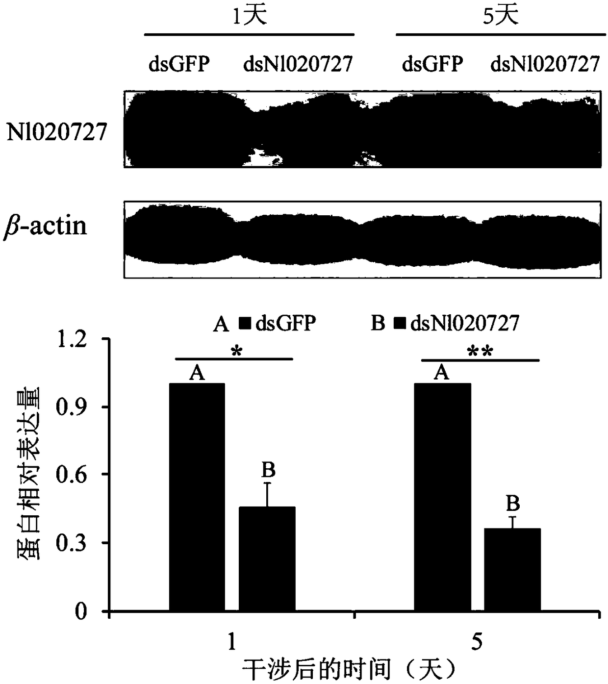 ESCRT-III core subunit Snf7 double-stranded RNA and preparation method and application thereof