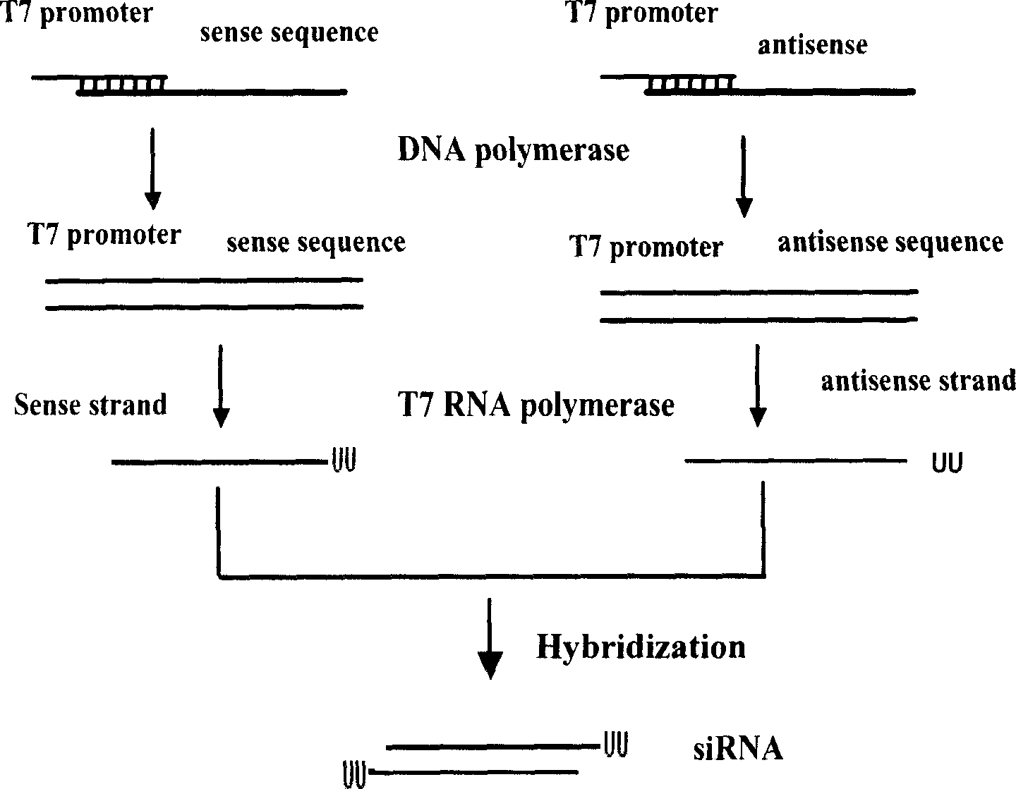RNA interference method for specificly and high effectively treating CSFV infection and biological formulation