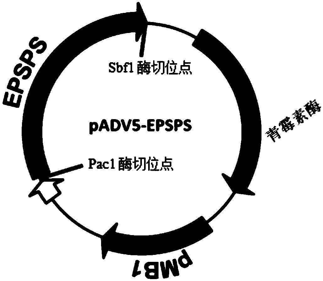 Plant EPSPS mutant with A138T mutation, and coding gene and application of mutant