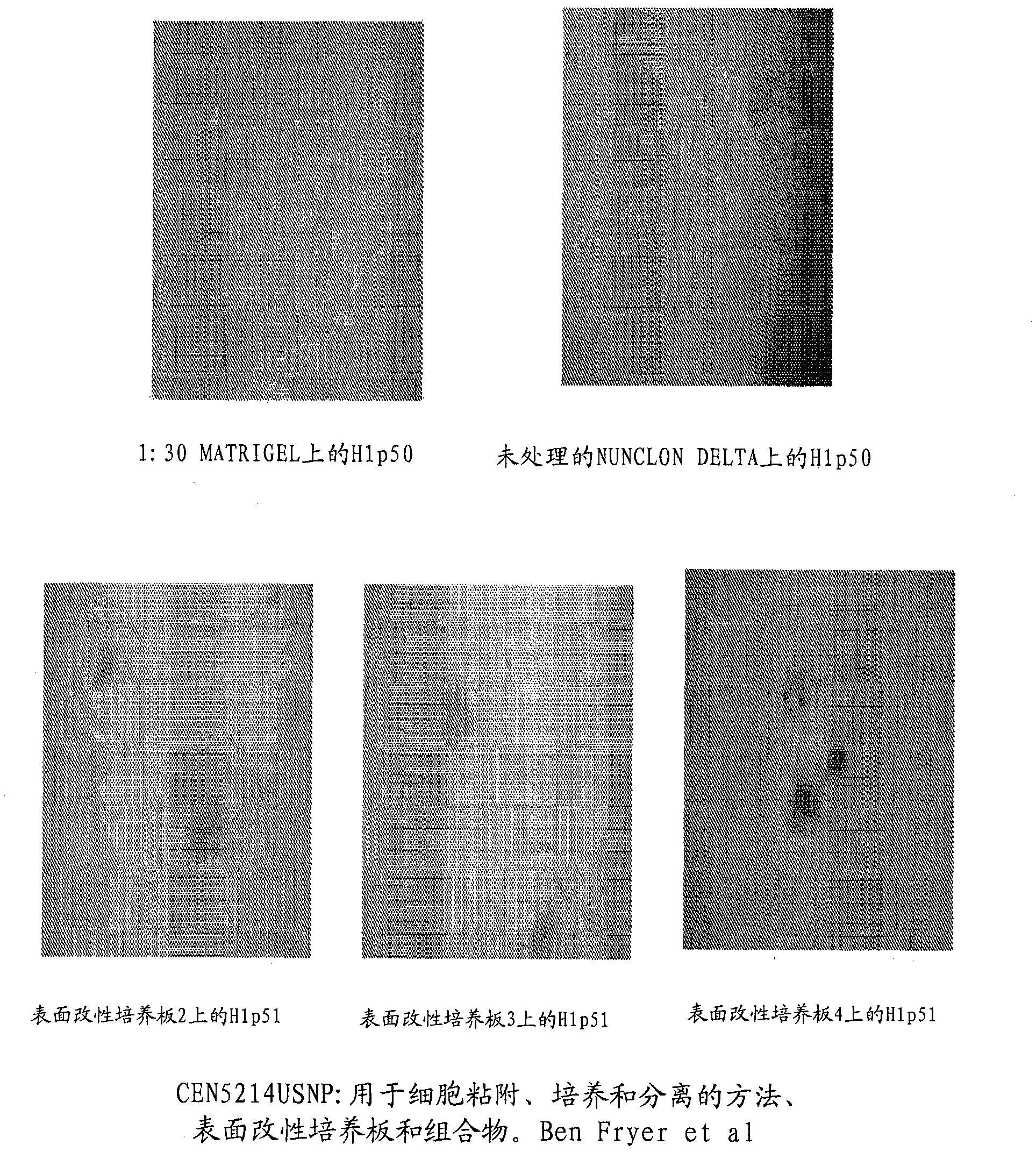 Methods, surface modified plates and compositions for cell attachment, cultivation and detachment