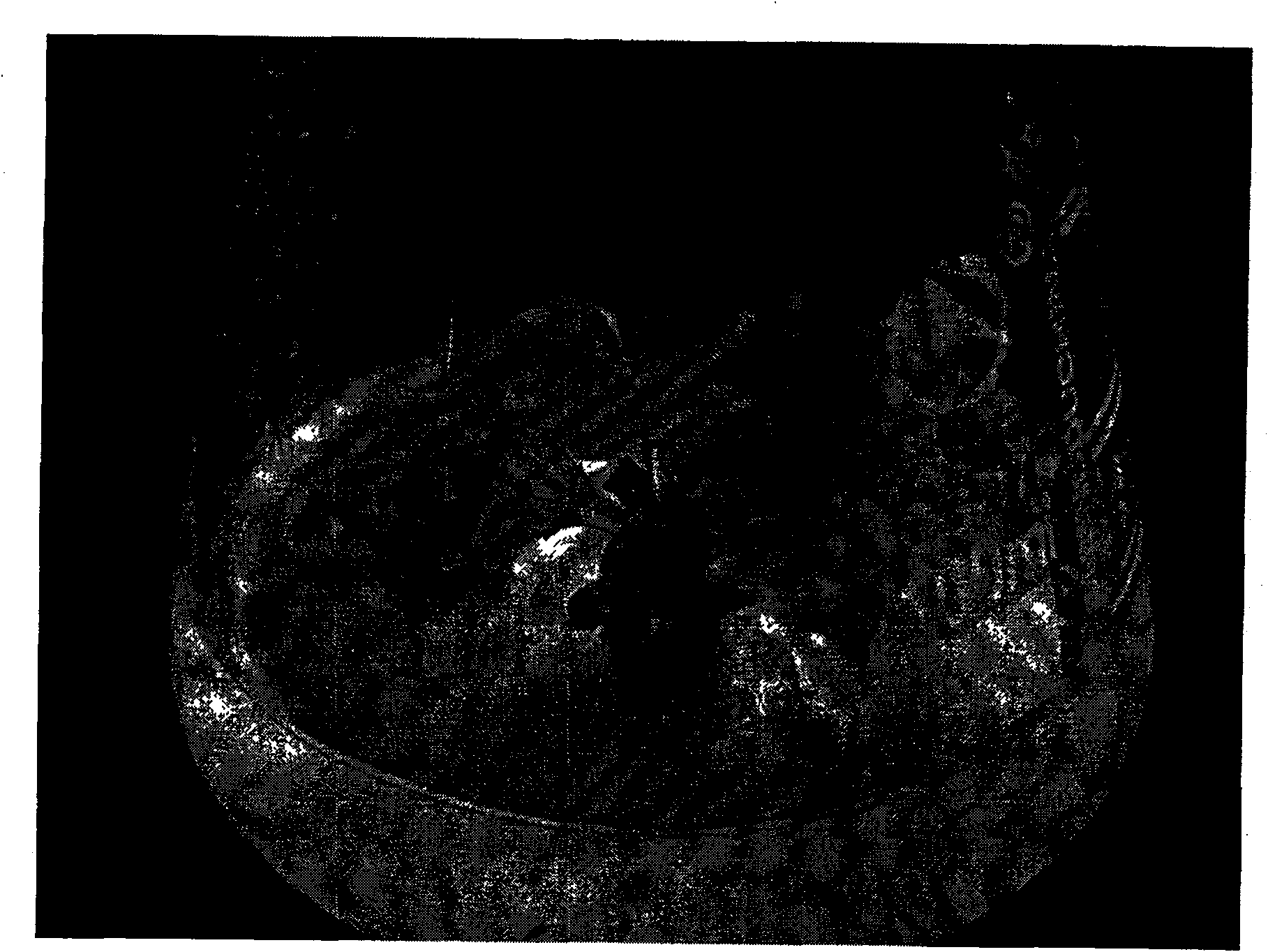 A method for rapid evoking adventive bud panax ginseng stem segment