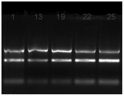 A method for detecting multiple pancreatic cancer tumor markers by multiplex PCR and primers and probes for detection