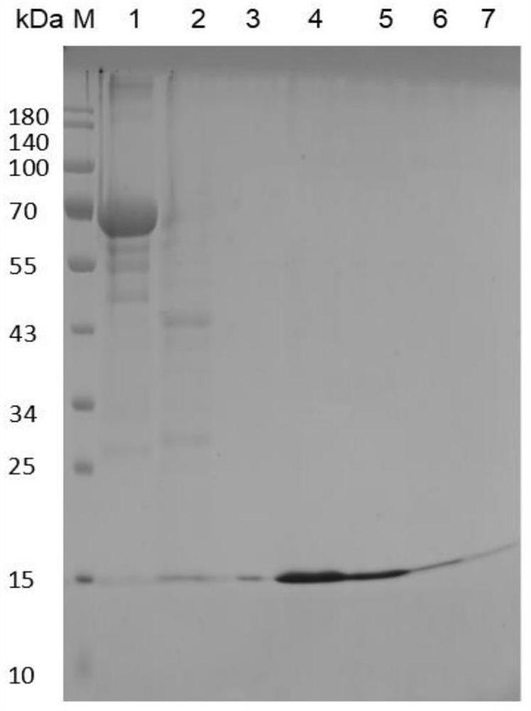 Method for detecting peste des petits ruminants virus antibody by double-antibody blocking ELISA (enzyme-linked immunosorbent assay) method