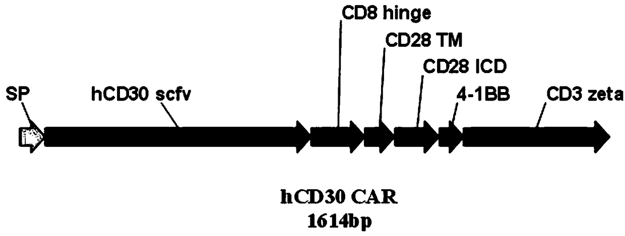 Human chimeric antigen receptor for treating hematological neoplasms, and application of human chimeric antigen receptor