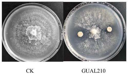 Bacillus amyloliquefaciens GUAL210 and application thereof