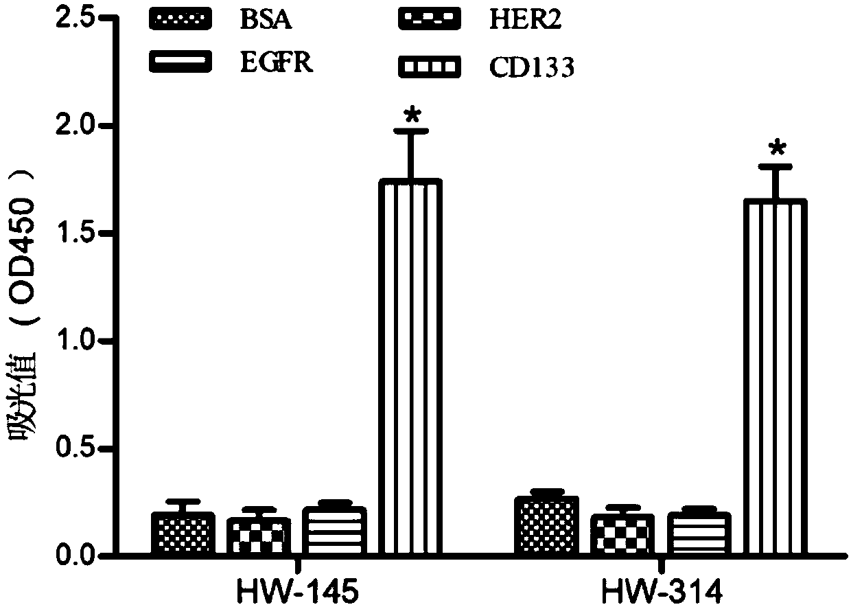 Single-domain antibodies against tumor stem cell marker protein CD133 and application thereof