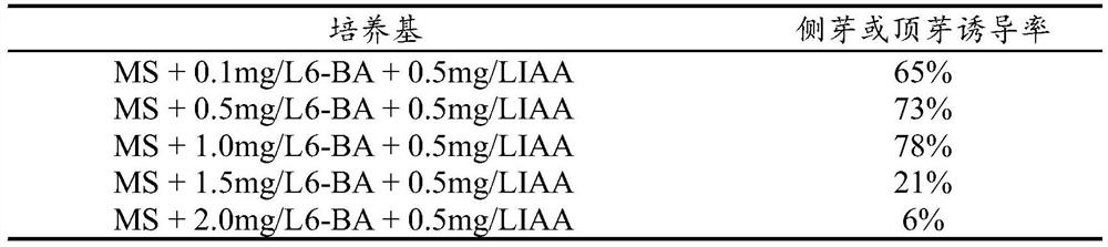 Tissue culture and rapid propagation method for firmiana major