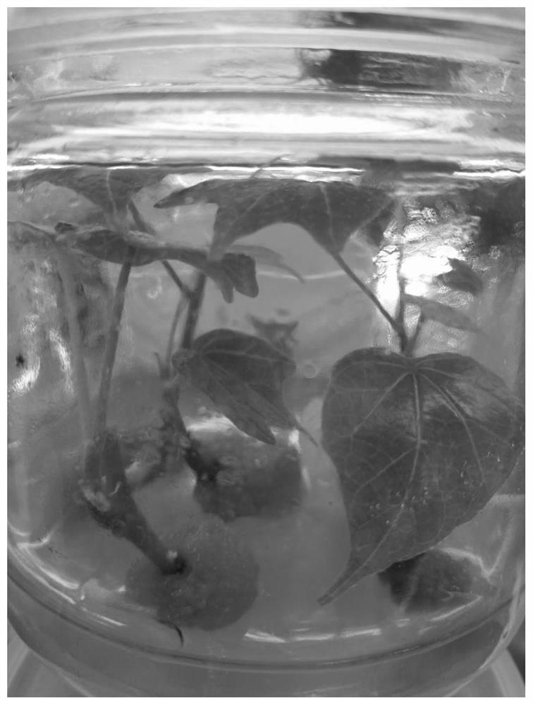 Tissue culture and rapid propagation method for firmiana major