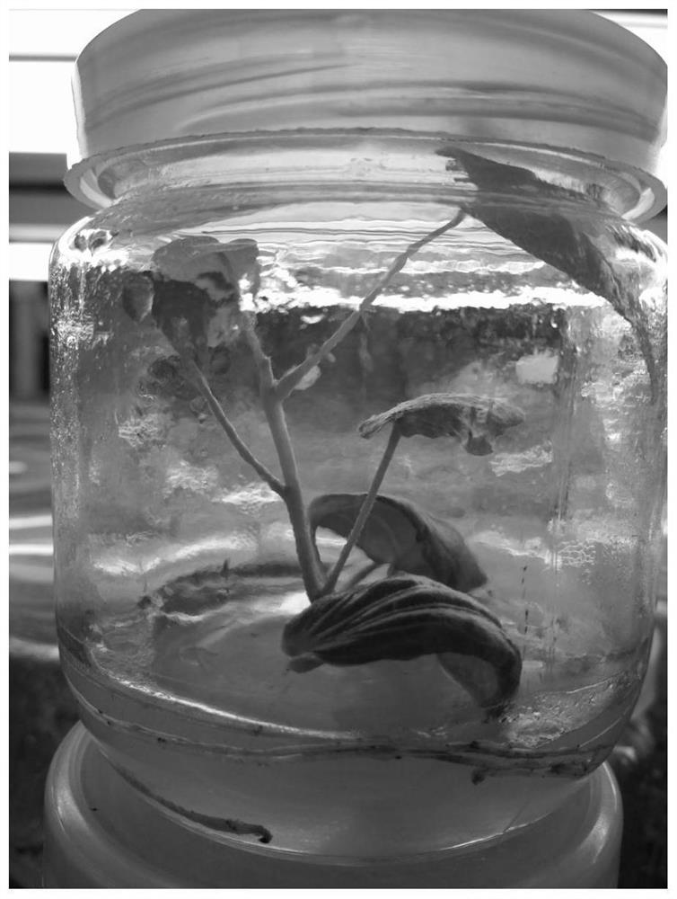 Tissue culture and rapid propagation method for firmiana major