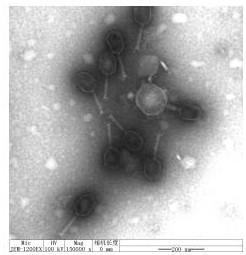 Isolation and application of a Salmonella phage rdp-sa-17118