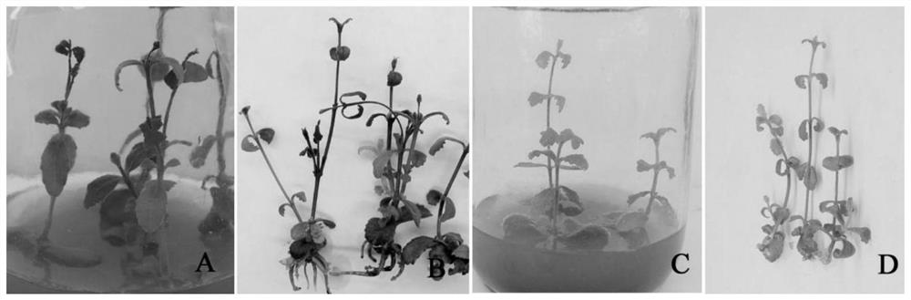 The method of overcoming burning tip necrosis and improving the efficiency of artificial rapid propagation of Flaxa grandiflorum