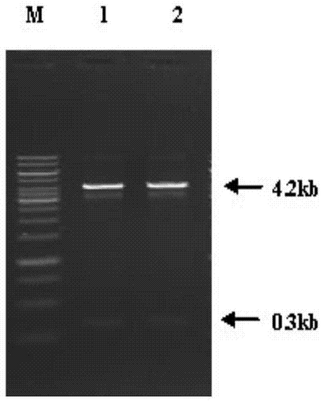 PTEN (phosphatase and tensin homolog) gene interference shRNA3, and recombinant adenovirus vector and construction thereof