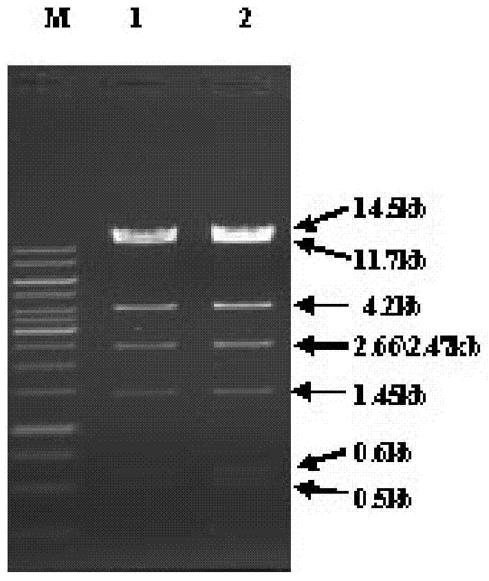 PTEN (phosphatase and tensin homolog) gene interference shRNA3, and recombinant adenovirus vector and construction thereof