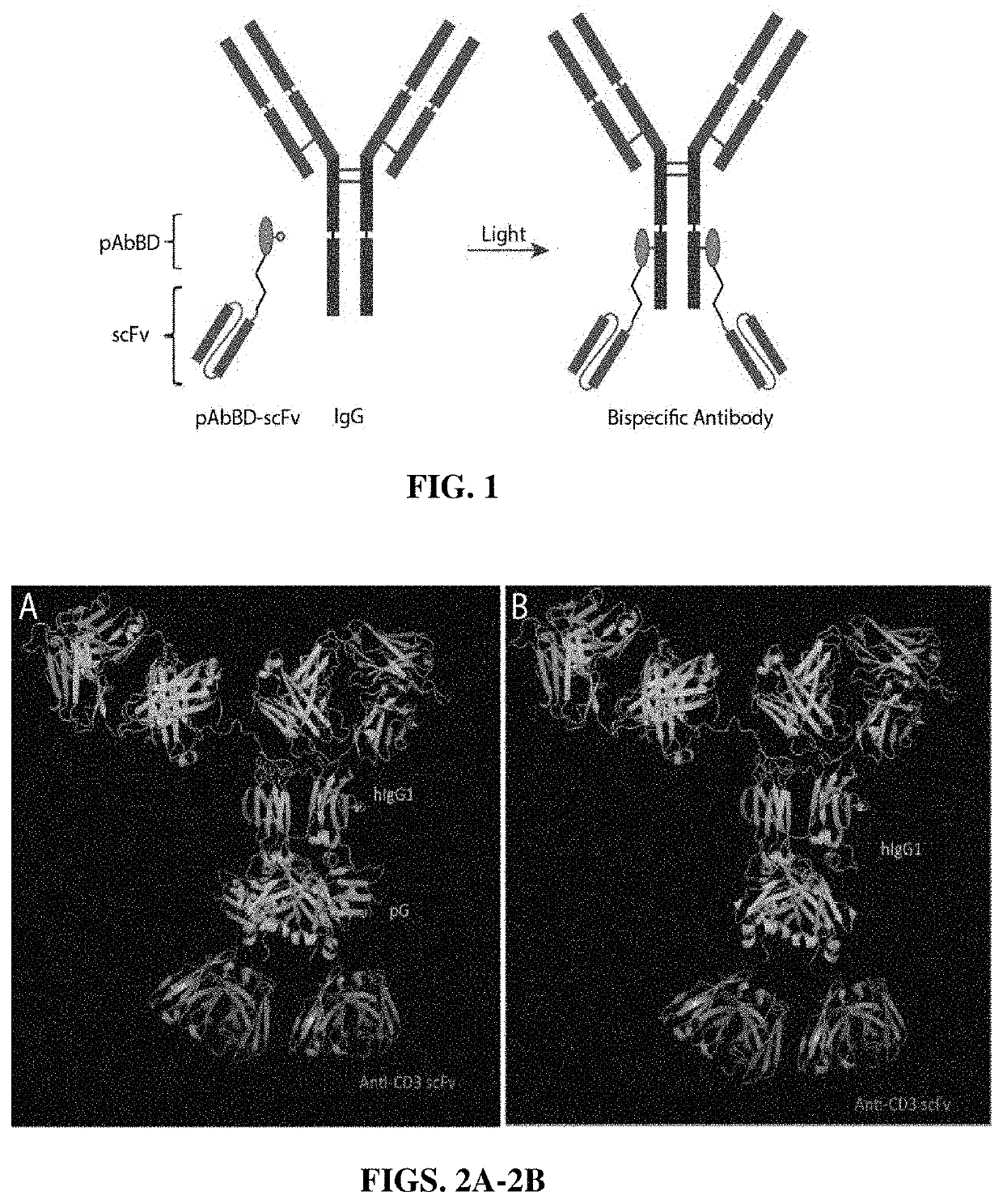 Bispecific cytotoxic lymphocyte or macrophage-redirecting autoantibodies, methods for production thereof and methods of treatment