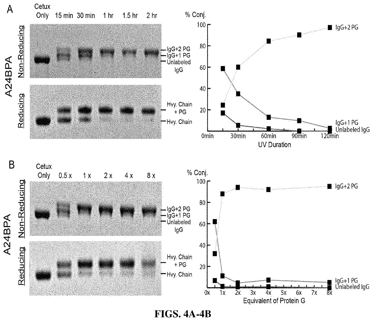 Bispecific cytotoxic lymphocyte or macrophage-redirecting autoantibodies, methods for production thereof and methods of treatment