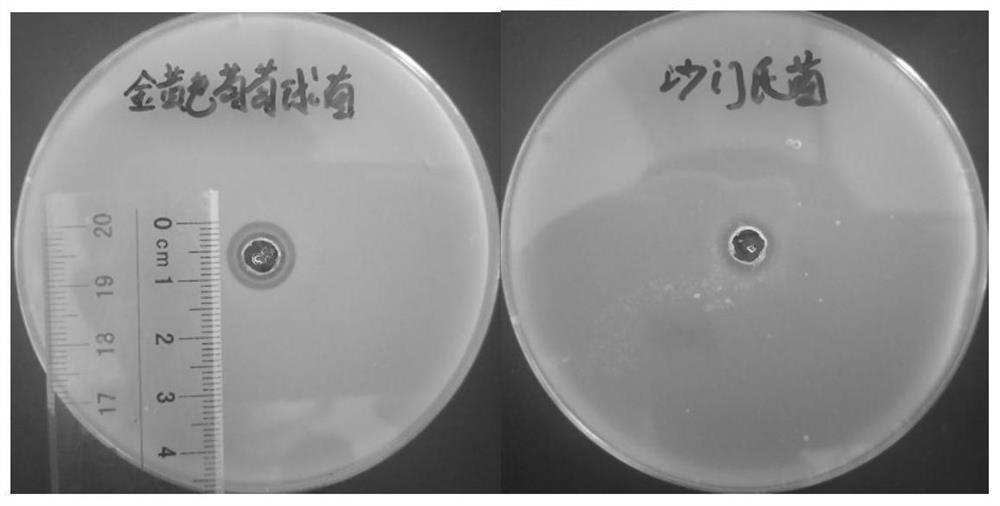 Bacterial strain with anti-aging function and application thereof