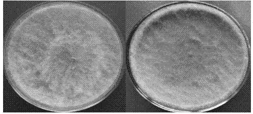 Application of lasiodiplodia pseudotheobromae or its fermented product in controlling wheat powdery mildew