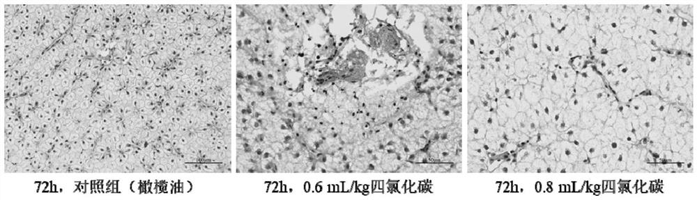 Establishment and use of carbon tetrachloride induced freshwater fish acute liver and intestine combined injury model