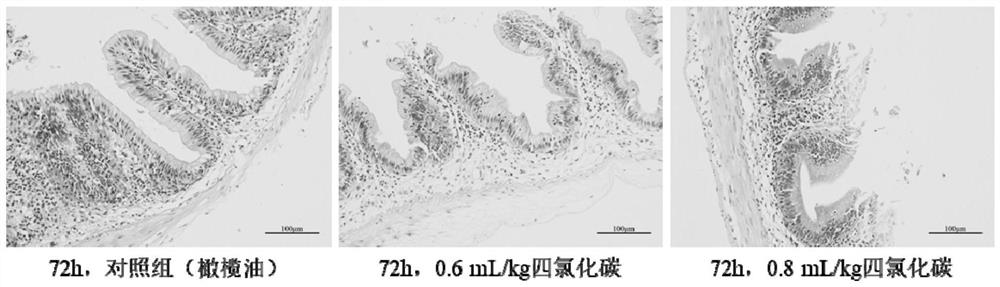 Establishment and use of carbon tetrachloride induced freshwater fish acute liver and intestine combined injury model