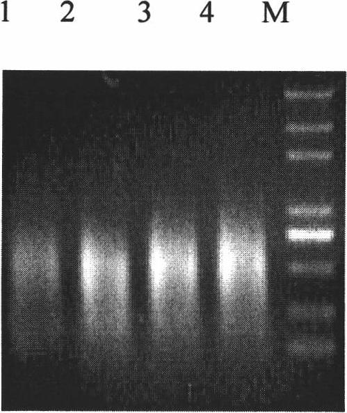 Method for extracting total RNA (Ribonucleic Acid) from woody mangrove plants and special extracting solution thereof