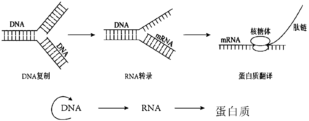 Signal peptide related sequences and application thereof in protein synthesis