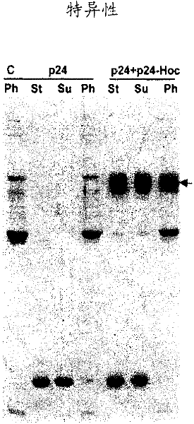 Methods and compositions comprising bacteriophage nanoparticles