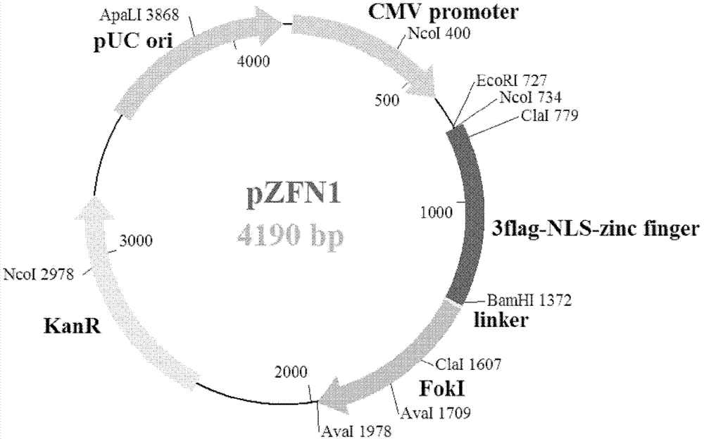 Zinc finger endonuclease mediating integrated hiv‑1 proviral gene knockout and its preparation and application