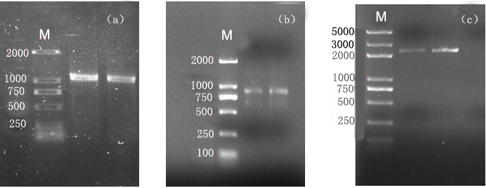 A molecular approach to modify the flowering rhythm of petunias