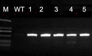 A molecular approach to modify the flowering rhythm of petunias