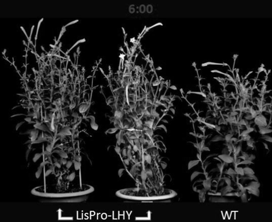 A molecular approach to modify the flowering rhythm of petunias