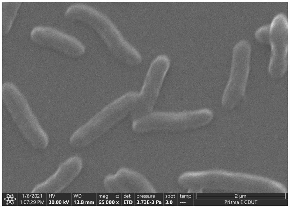 Bacillus albus J1 strain and application thereof