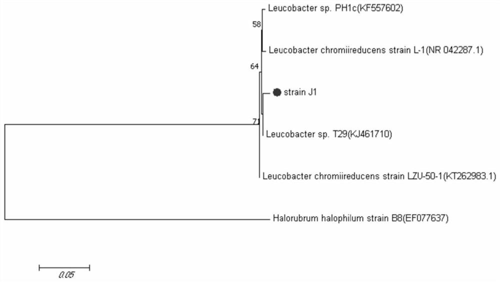 Bacillus albus J1 strain and application thereof