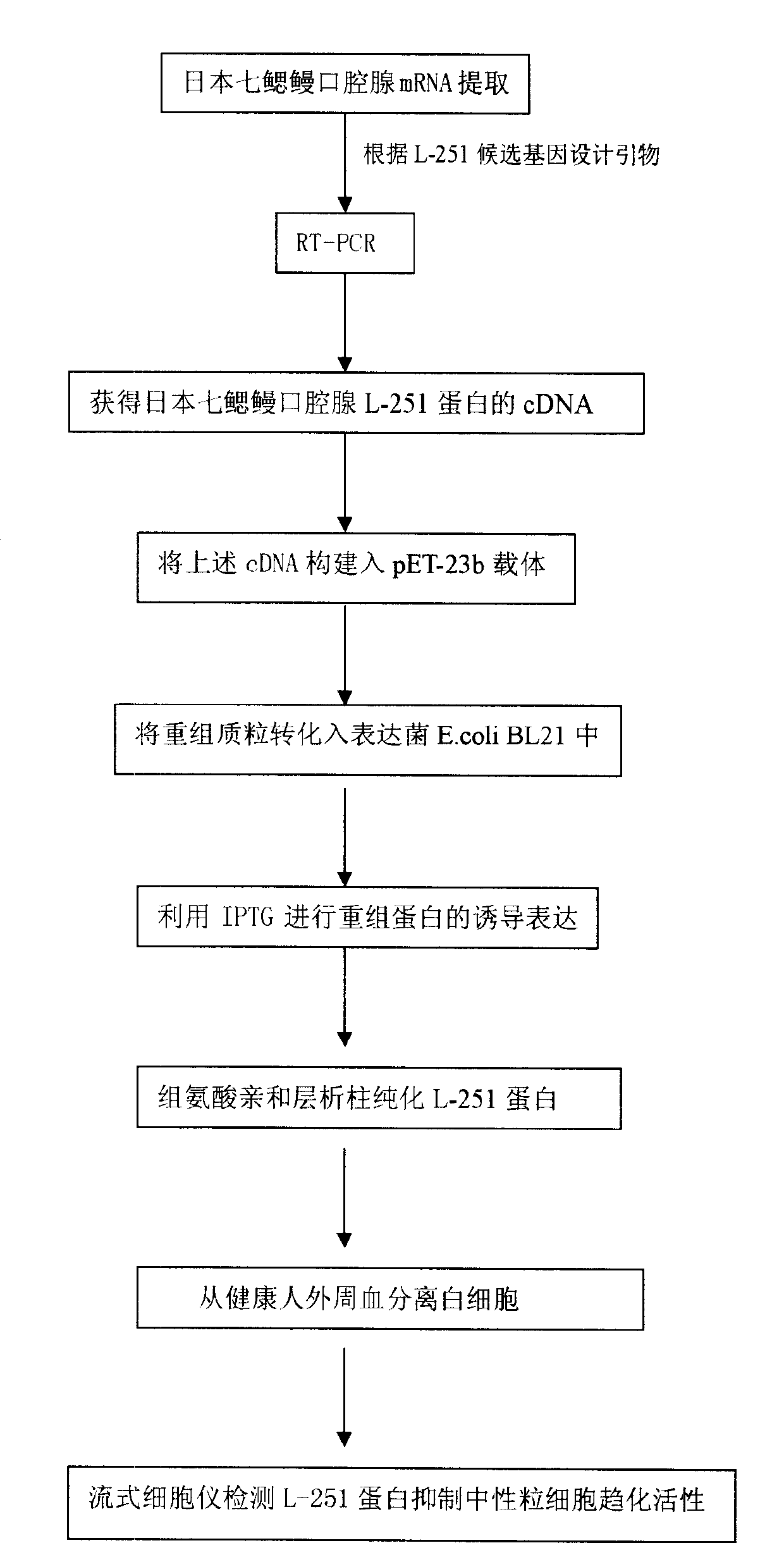 Recombinant L-251 protein with anti-inflammatory effect secreted by Japanese lamprey oral gland