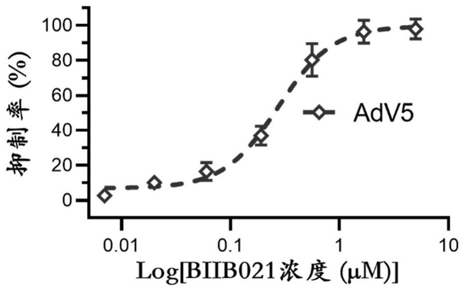 Application of BIIB021 in preparation of medicine for preventing and/or treating adenovirus infection