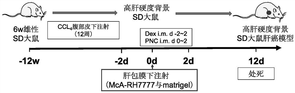 Construction method of in-situ liver cancer model of SD rats (Sprague-Dawley) having high liver hardness background, and application thereof