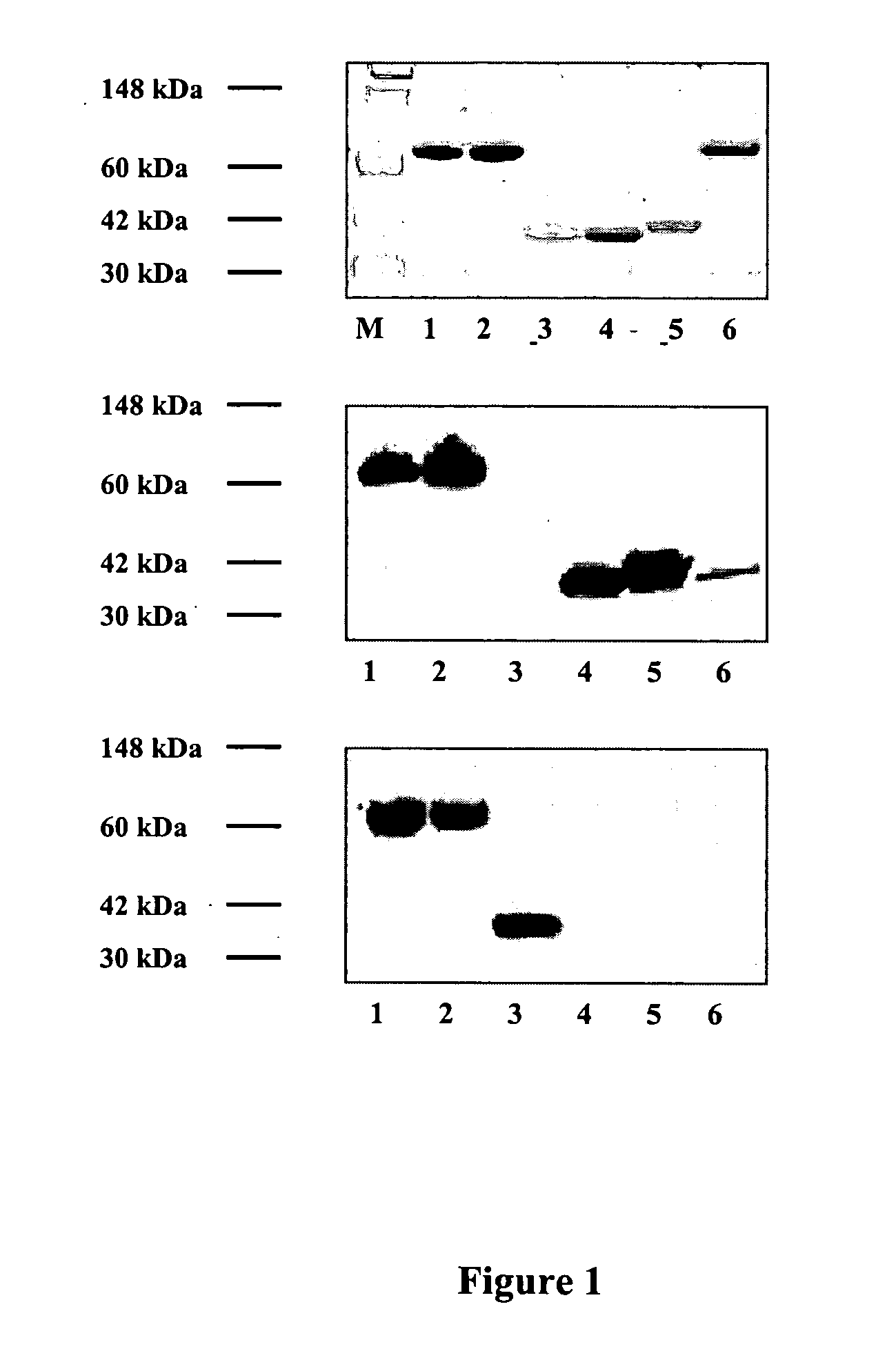 Chimeric proteins with phosphatidylserine binding domains