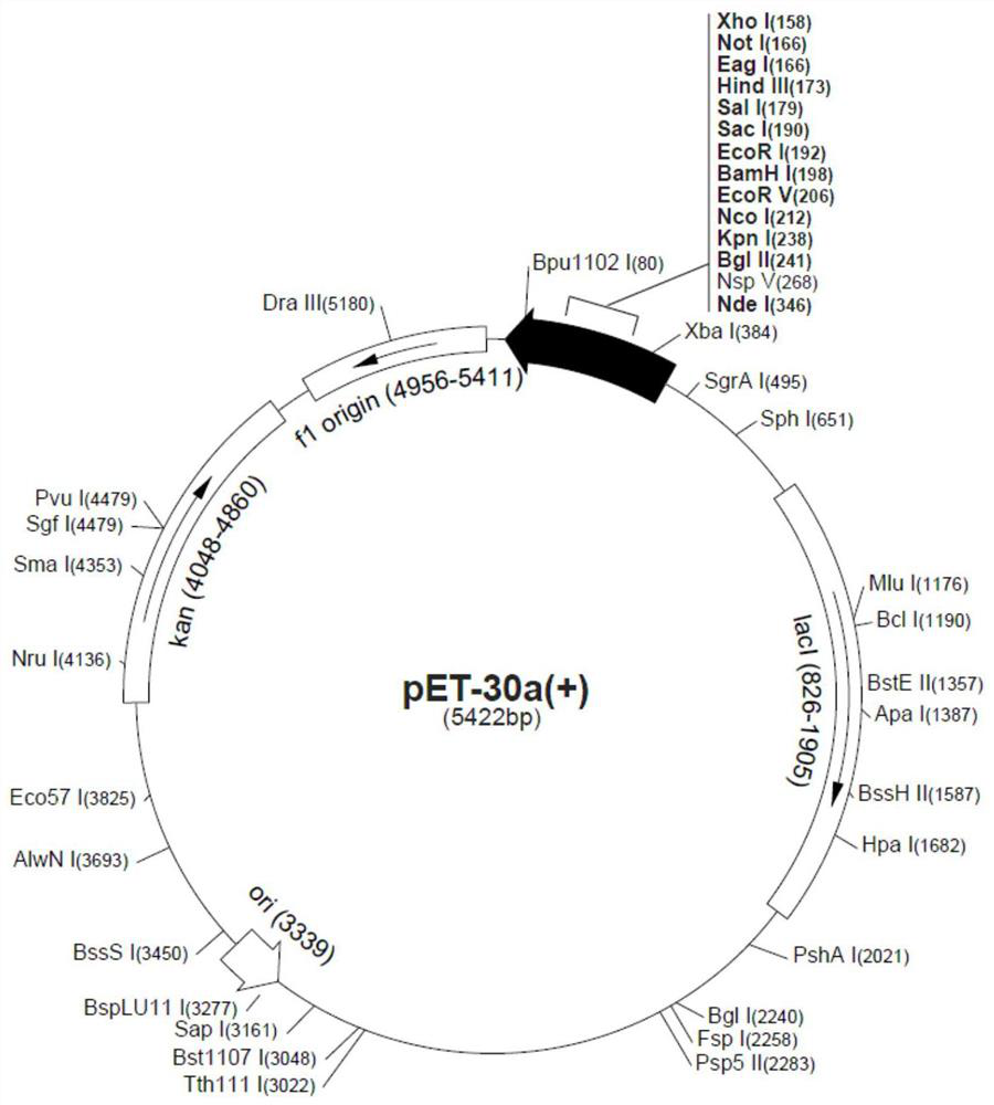 Lentinus edodes laccase LeLac11 and application thereof in improvement of stress tolerance of microorganisms