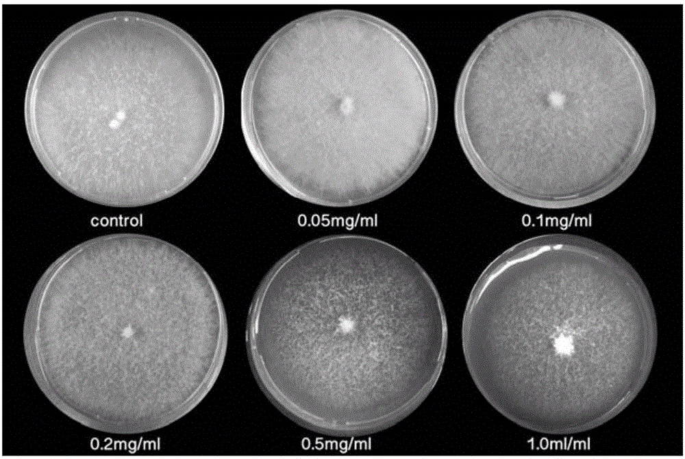 Method of inhibiting fusarium to generate deoxynivalenol toxin by procyanidine and application of method