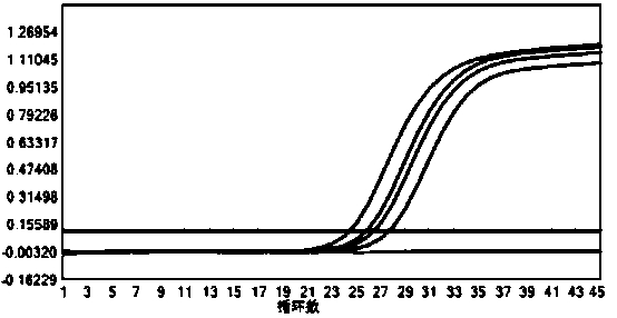 Primers and probes for rapid detection and identification of cryptococcus and their application