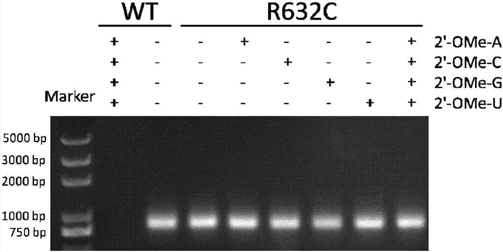 RNA polymerase mutant capable of utilizing chemically modified nucleotides