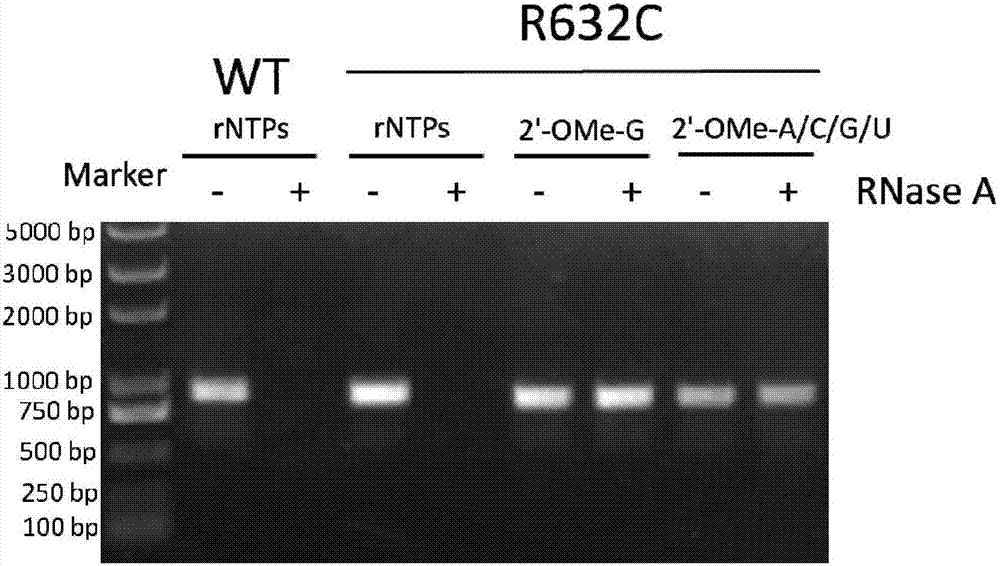 RNA polymerase mutant capable of utilizing chemically modified nucleotides