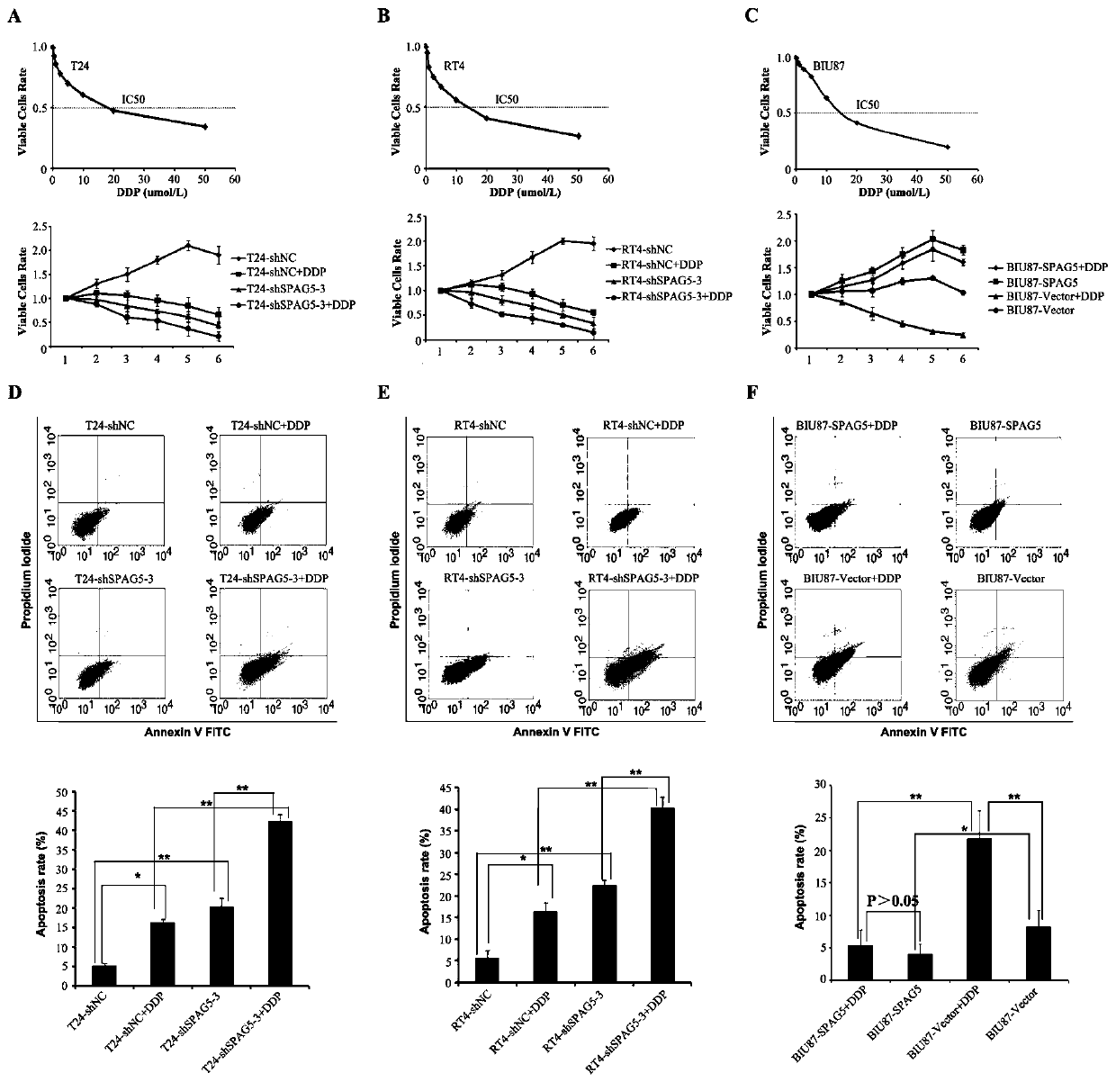 Application of spag5 as a target site in the preparation of drugs for the treatment of bladder cancer