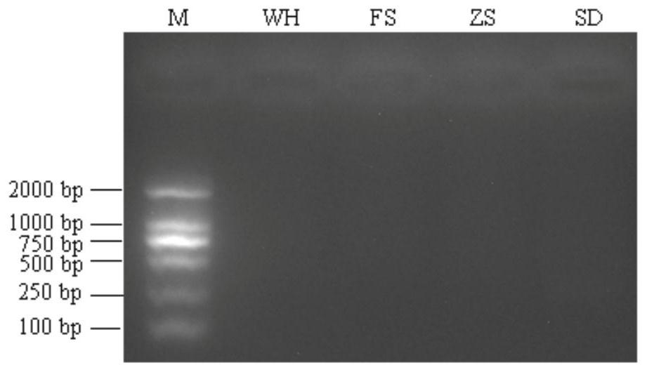PCR primer, PCR detection kit and detection method for detecting B.xylophilus