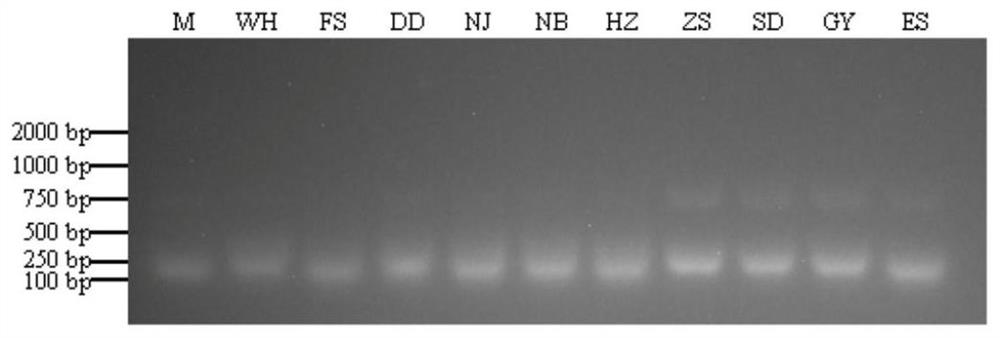 PCR primer, PCR detection kit and detection method for detecting B.xylophilus