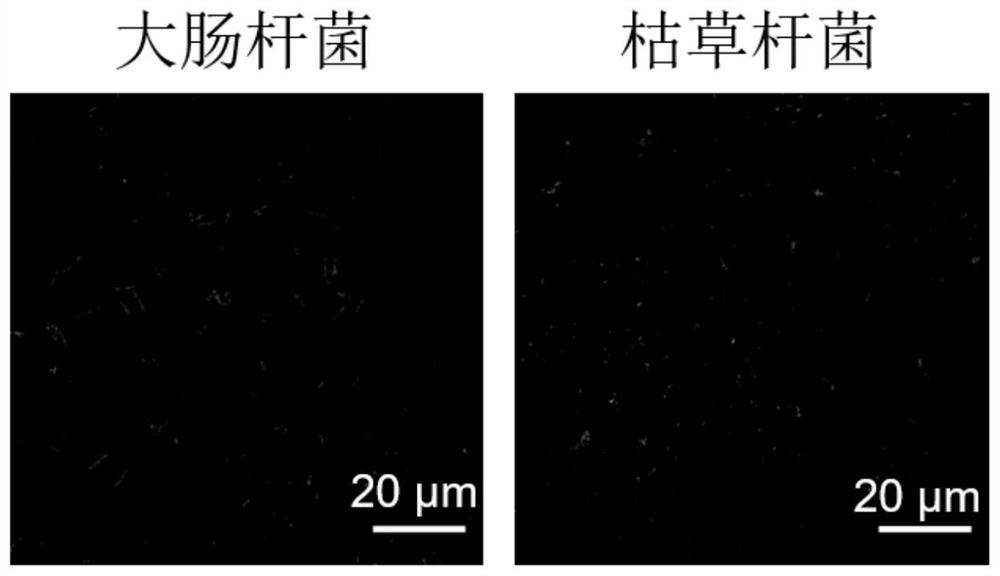 A polyamide composite reverse osmosis membrane with anti-biological fouling properties and preparation method thereof