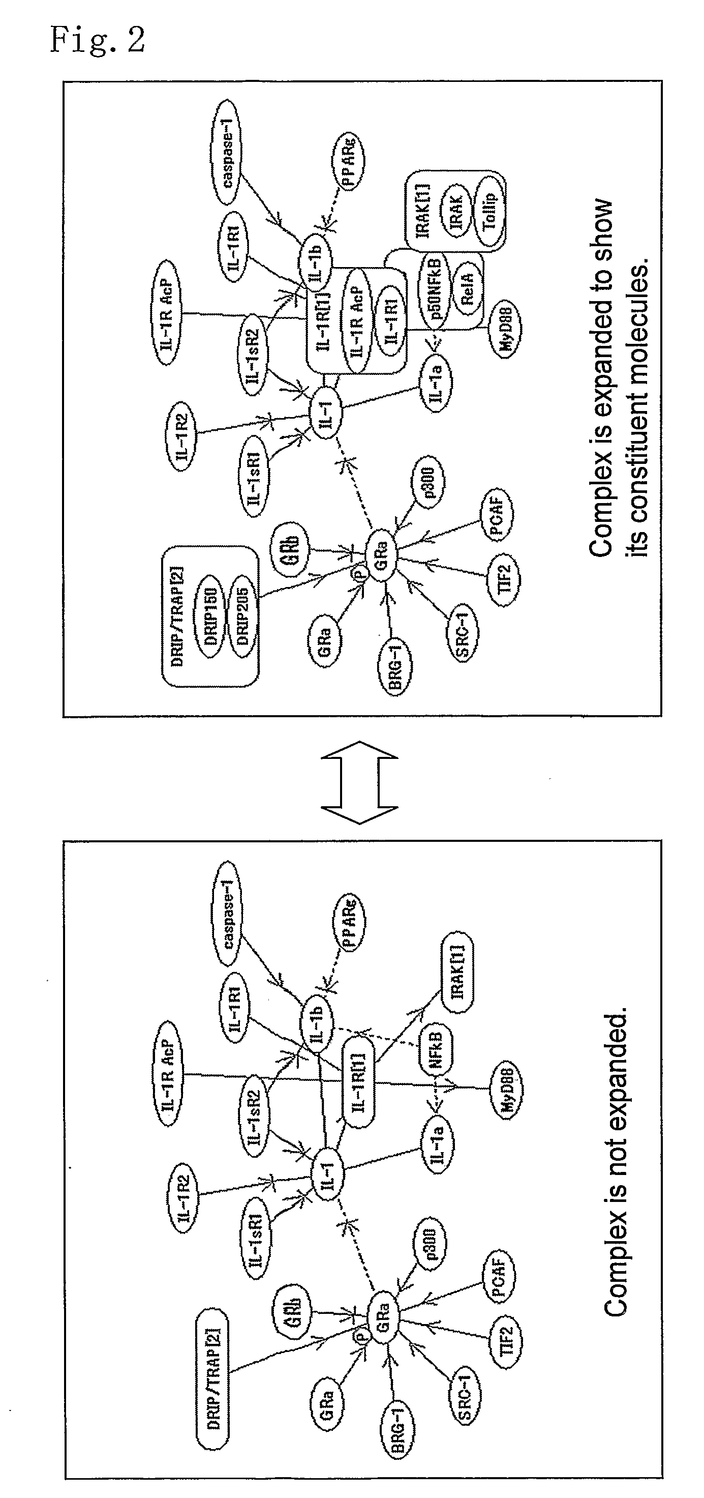 Method of Displaying Molecule Function Network