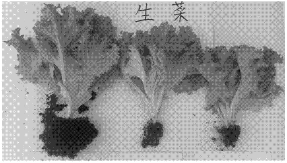 Biological seedling growing matrix