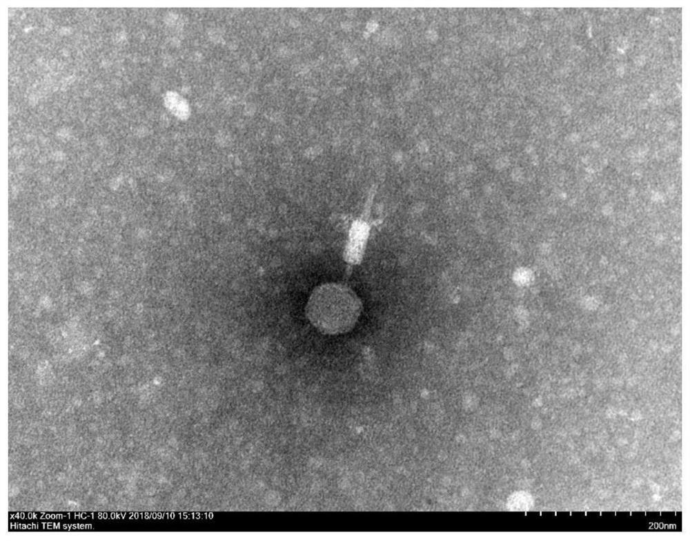 Vibrio harveyi phage vB_KaS_PK22, Vibrio harveyi phage-containing phage composition and application of Vibrio harveyi phage