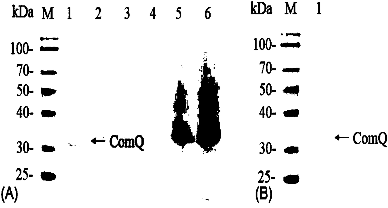 Construction method and application of genetically-engineered bacterium for expressing prenyltransferase ComQ