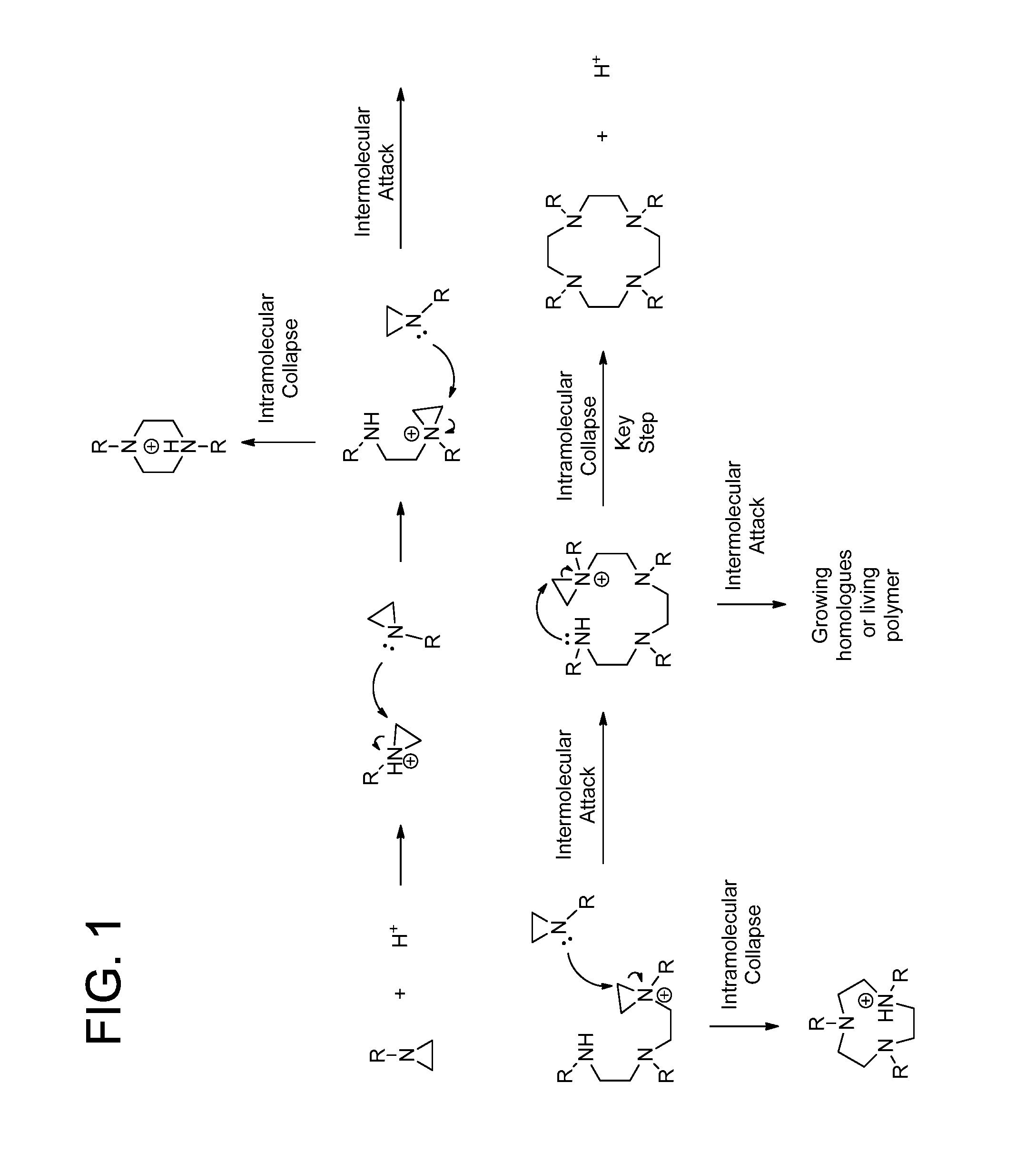 Process for the preparation of macrocyclic polyazacarboxylate ligands and chelates